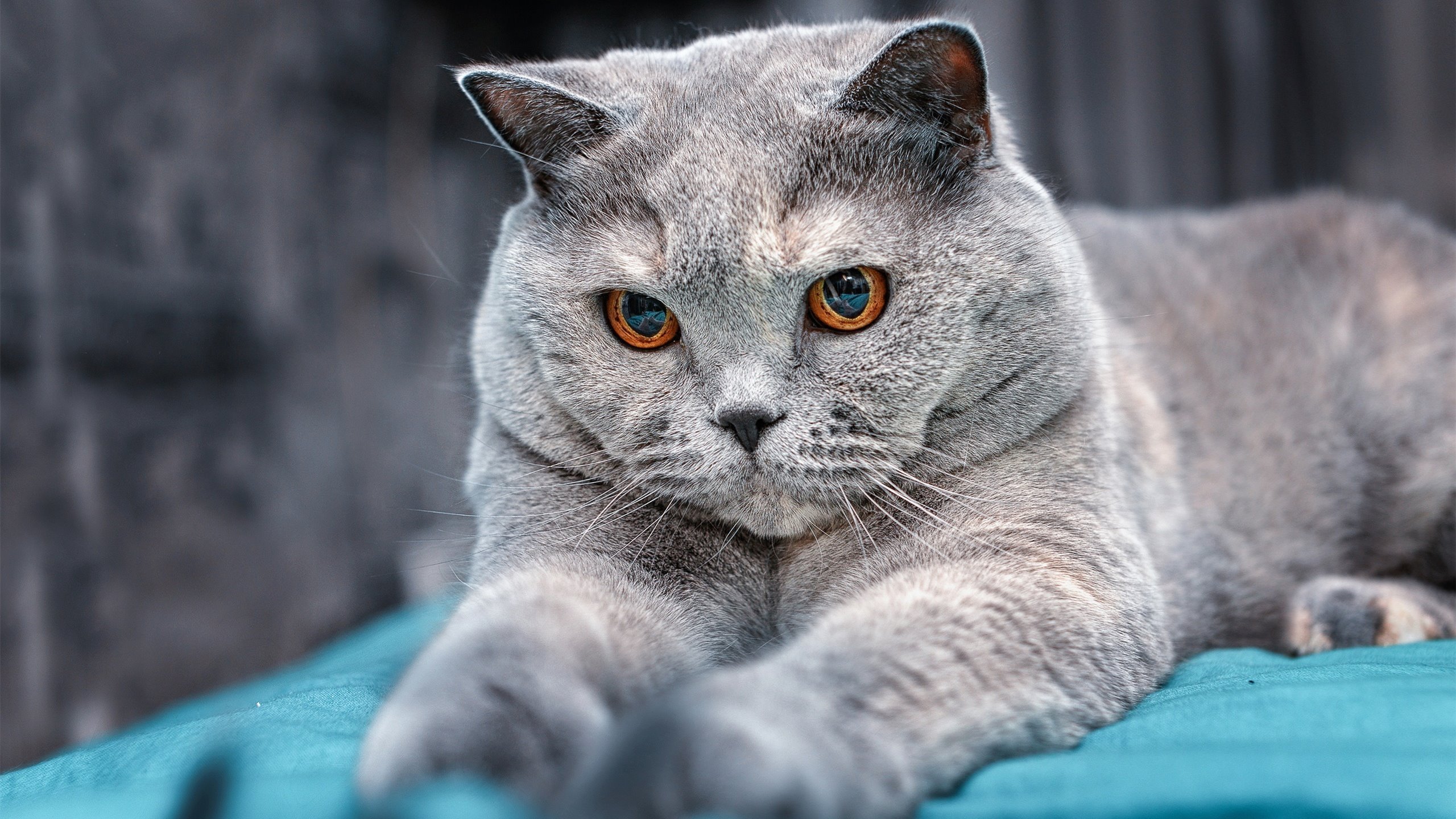 开云体育中国-从达喀尔到摩纳哥，阿克如河流般冲垮堡垒，塞内加尔在争冠战中加冕